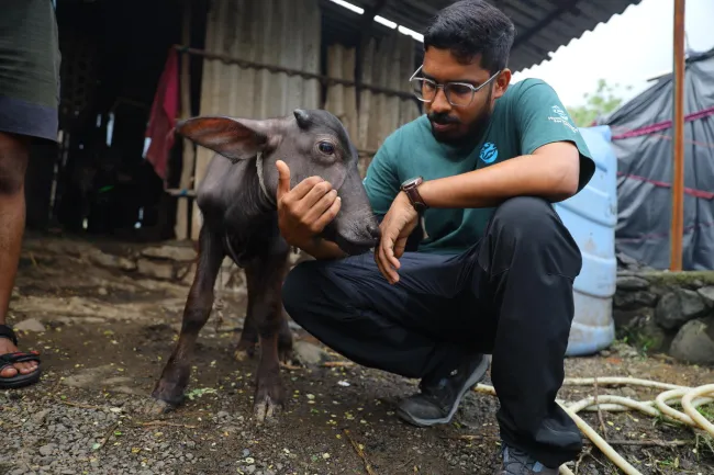 A man wearing glasses and a green shirt crouches beside a small black calf.