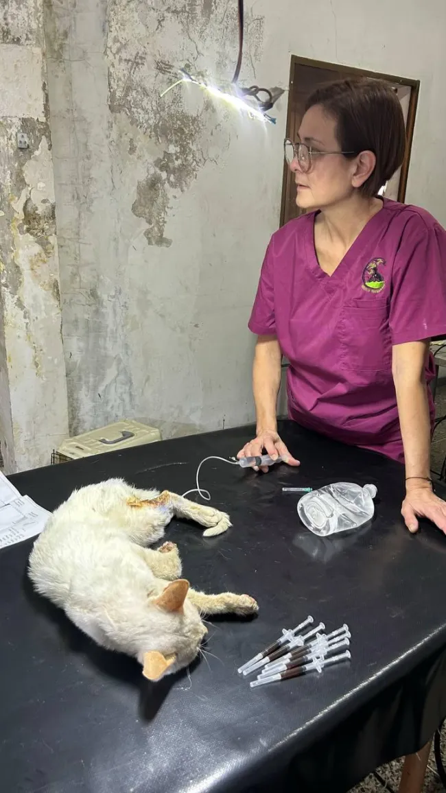 Veterinarian providing aid to a cat