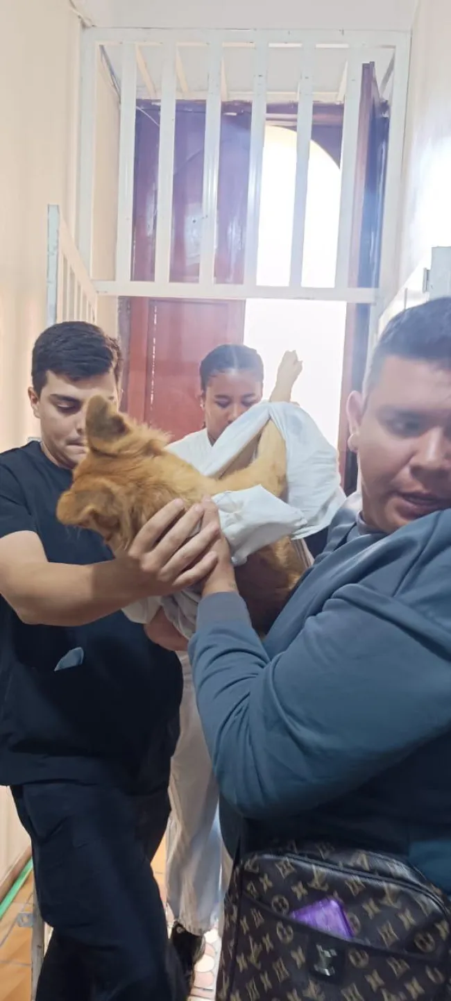 Three people carrying a medium-sized dog