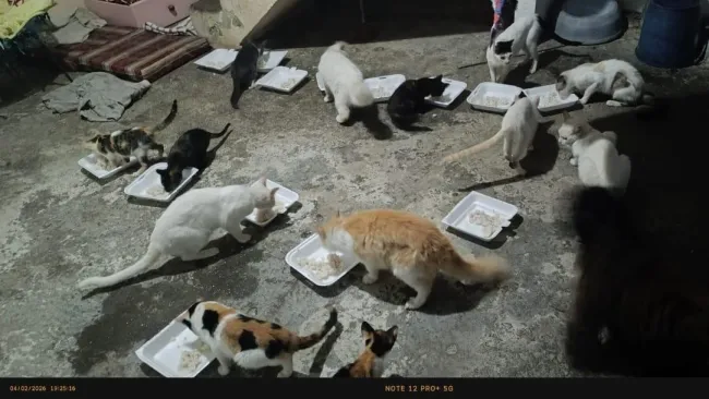 Group of cats eating from trays