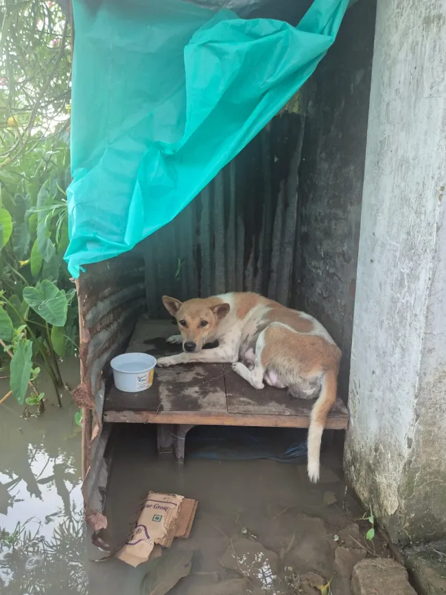 Dog sheltering from a flood