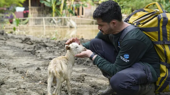Man comforting lamb after flood