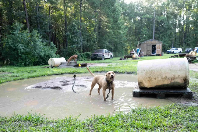 A tan dog stands in a muddy puddle, chained to a stake.