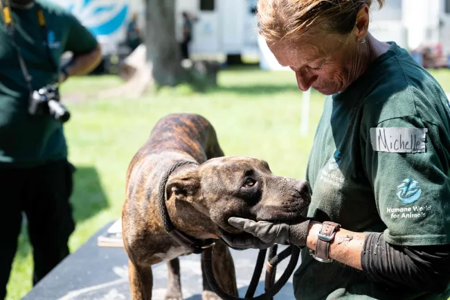 A brindle dog rests its head gently in the gloved hand of a person