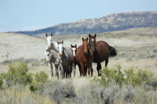 Group of wild horses standing in a open landscape