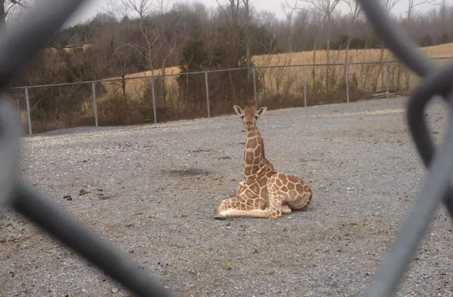 A baby giraffe sits in the middle of a concrete enclosed pen.