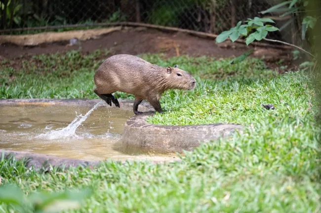 A capybara at Rescate Wildlife Sanctuary jumps out of their pool. Rescued from the illegal pet trade, this capybara now finds care and safety at the Costa Rican sanctuary.