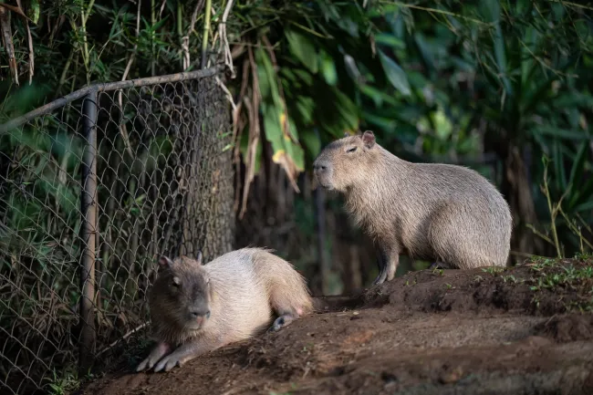 Two capybaras at Rescate Wildlife Rescue Center in Costa Rica rest in the shade of their enclosure. Rescued from the illegal wildlife trade, they find safety and care in the sanctuary.