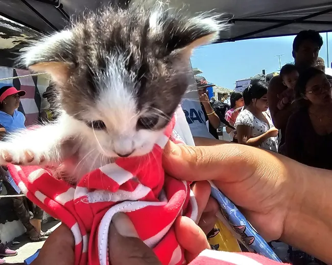Person holding a kitten wrapped in a blanket