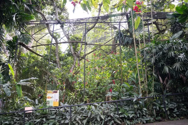 The sloth enclosures at Rescate's sanctuary is filled with densely planted foliage that gives the sloths lots of options to retreat and stay camouflaged.