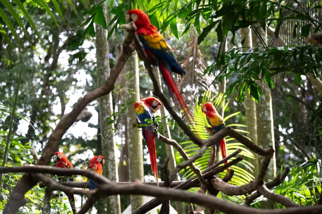 Several scarlet macaws saved from the pet trade sit on various perches at Rescate Wildlife Rescue Center's sanctuary.