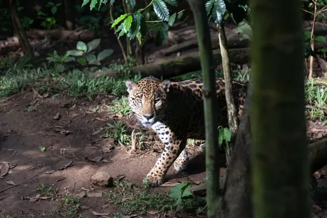 Sixto, the male jaguar, at Rescate Wildlife Sanctuary in Costa Rica stalks through his over 4,000 square-foot enclosure.