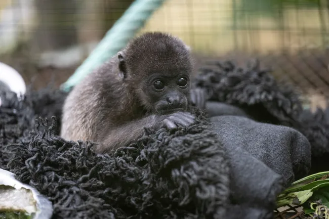  A baby howler monkey cuddles in their enclosure at Rescate Wildlife Rescue Center's rehabilitation center; once matured, this howler monkey will return to the wild.