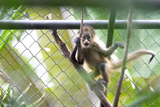 A young spider monkey at Rescate Wildlife Rescue Center's rehabilitation center climbs around their enclosure.