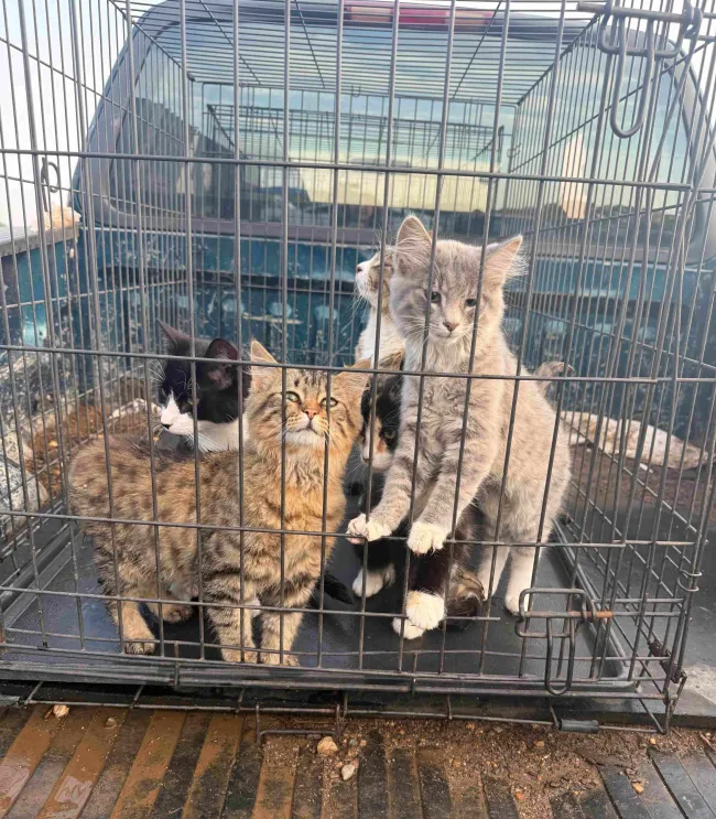 Several young cats cluster together