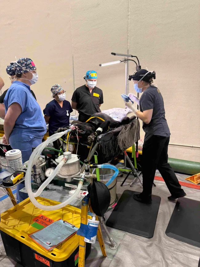 Individuals in scrubs in a veterinary operating setting