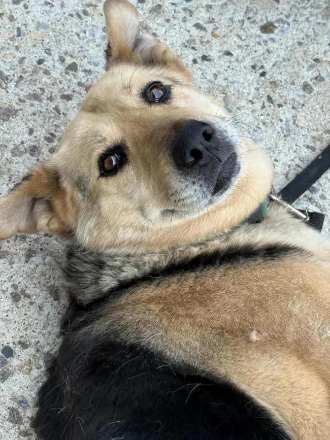 Dog on a leash, laying on the ground