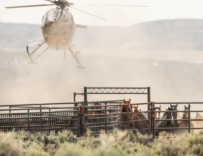 Helicopter flying low above the ground, creating a cloud of dust surrounding a group of wild horses 