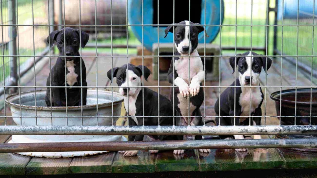 Four black-and-white puppies are inside a metal wire kennel