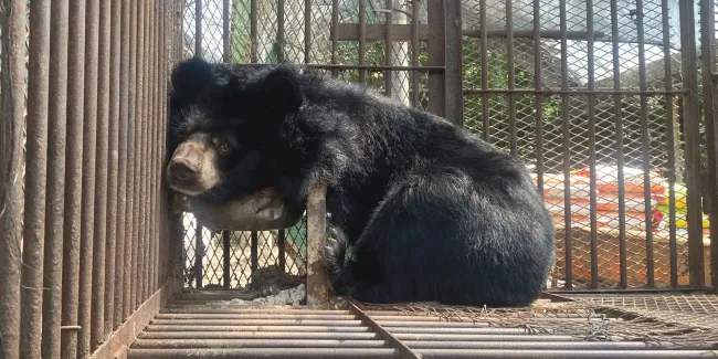 Bear on a bear bile farm in South Korea