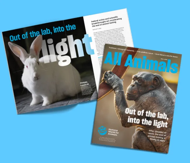 All Animals Fall 2026 cover and feature spread