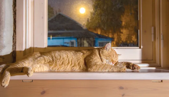 Orange cat sleeping on a windowsill at night.