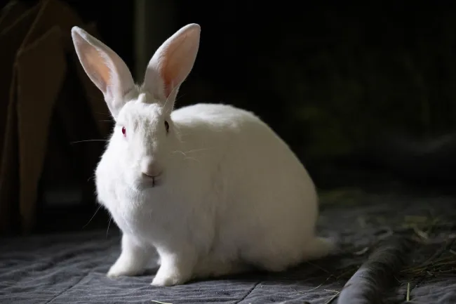 White rabbit