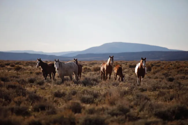 Wild horses