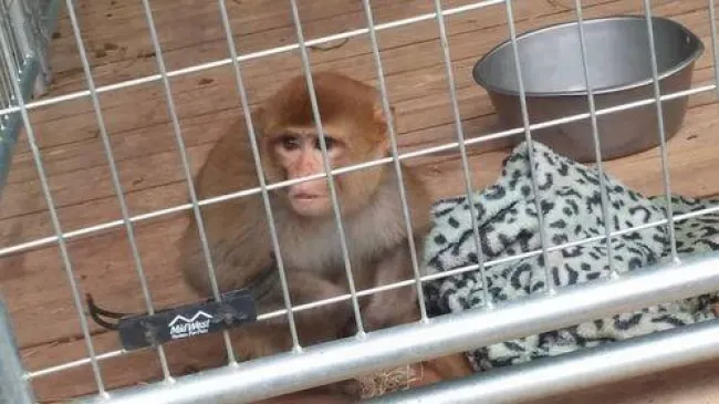 Small monkey sits inside a metal cage on a wooden floor.