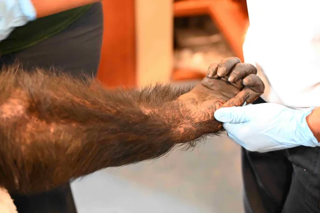 Person wearing gloves are holding the hand of a primate.