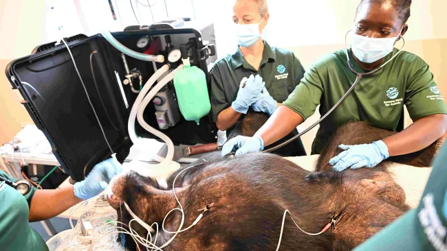 Several people in uniforms preforming a medical check up on a primate lying on a table. 