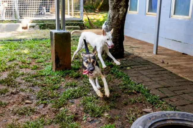 Lyra and Stella, dog meat survivors, play together inside the Jakarta Animal Aid Network (JAAN) Shelter and Clinic in Bogor, Indonesia, May 12, 2026.