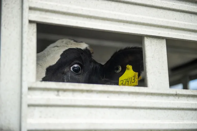 A dairy cow peeks through a small opening in the side of a trailer.
