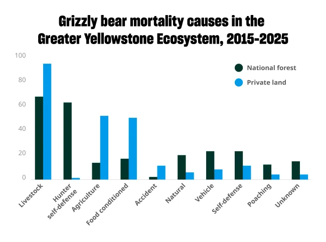 A chart of grizzly bear mortality causes in the Greater Yellowstone Ecosystem from 2015-2025, showing livestock as the biggest cause of death on both public and private lands, closely followed by agriculture and food consitioning on private lands and hunter self defense on public lands