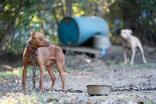 Dog rescued from dogfighting