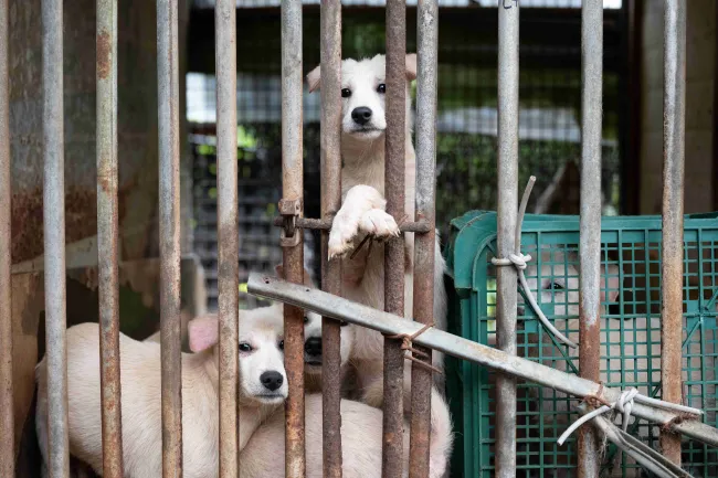 Several young dogs confined behind rusty metal bars.