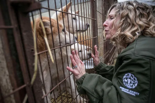 Group of three dogs, inside a metal cage, interact with the person outside the cage.