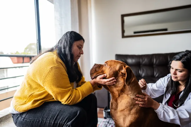 A brown dog receives acupuncture treatment from a veterinarian in their home. The dog's caregiver cradles their face as the vet inserts an acupuncture needle.
