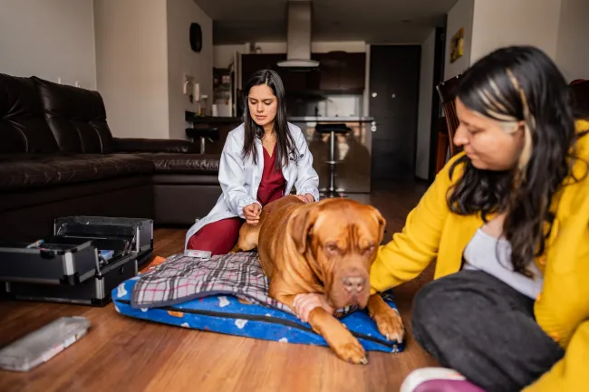 A brown dog lays down in their bed next to their owner while a veterinarian gives them acupuncture treatment during a home visit.