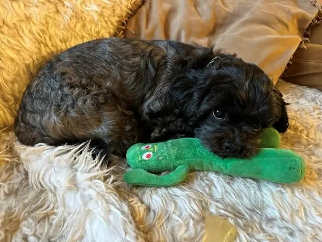 A small black dog is curled up on a fluffy blanket.