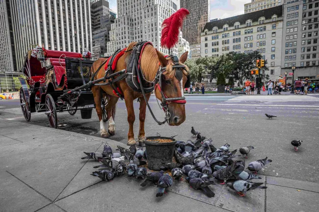 Horse-drawn carriage and horse stationed at the side of a city street