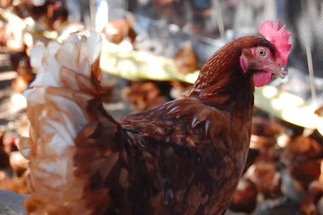 Cage-free chickens in Brazil.