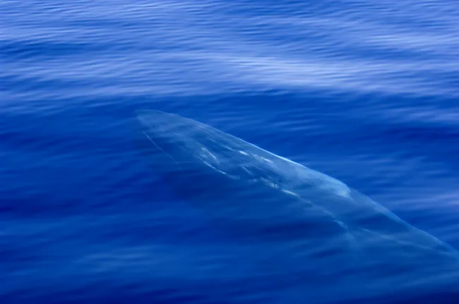 Sperm whale
