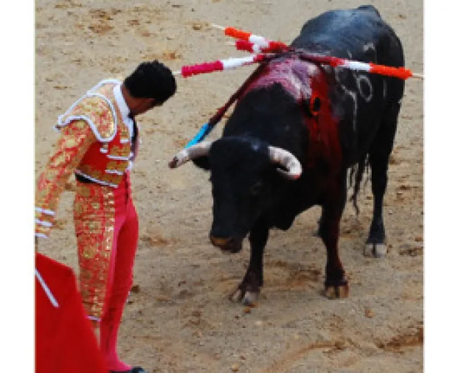 Bullfighting is not a fair and even fight between bull and matador. 
