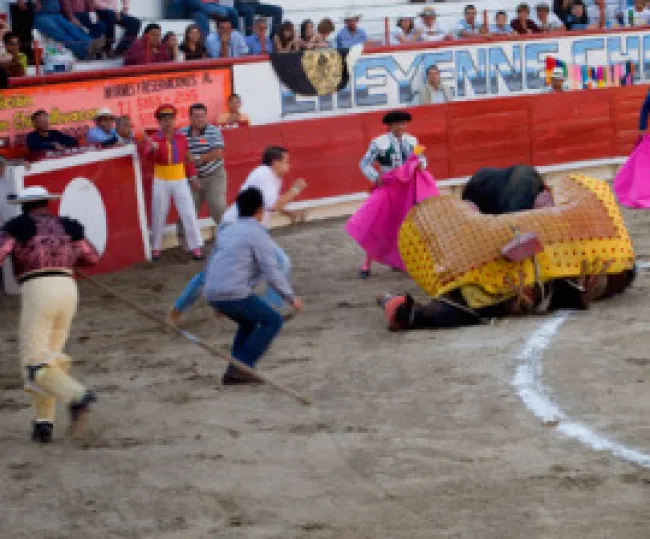 Horses are often injured during bullfights. Mexico Antitaurino