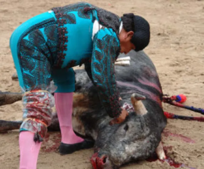 A bull's ear is sliced off as a trophy for the torero. M&eacute;xico Antitaurino