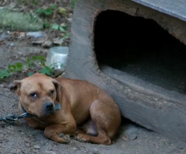 Humane World’s Animal Rescue Team assisted authorities in investigations and raids on two separate suspected dogfighting operations in Kalamazoo, Michigan