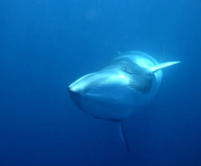 minke whale swimming