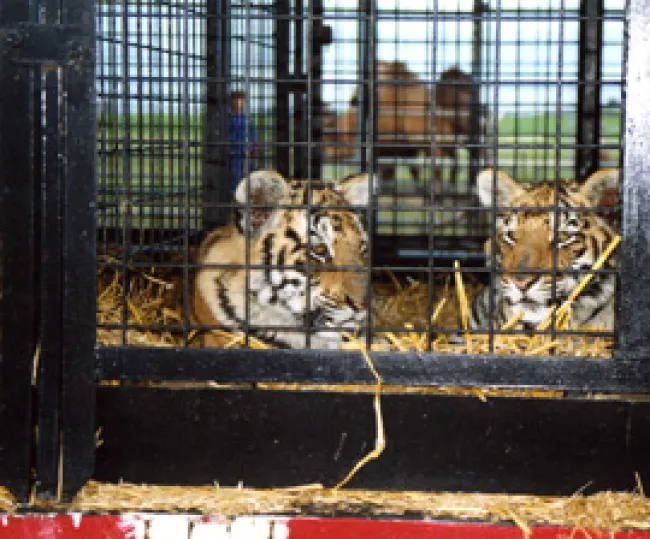 Two young tigers held captive in a cage.
