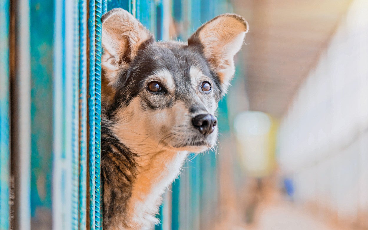 Global Animal Welfare Org | Humane World for Animals | Humane World for ...
